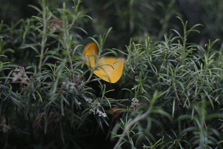 Mais informação em_https://gulbenkian.pt/jardim/garden-flora/alecrim/