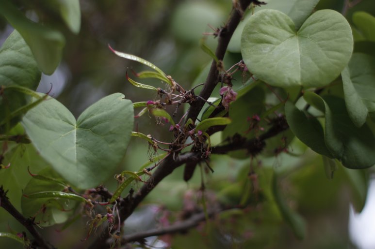 Mais informação em_https://gulbenkian.pt/jardim/garden-flora/olaia/